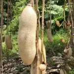 Kigelia Africana pour allonger le pénis
