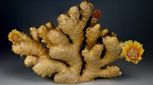 Polypes utérins et gingembre